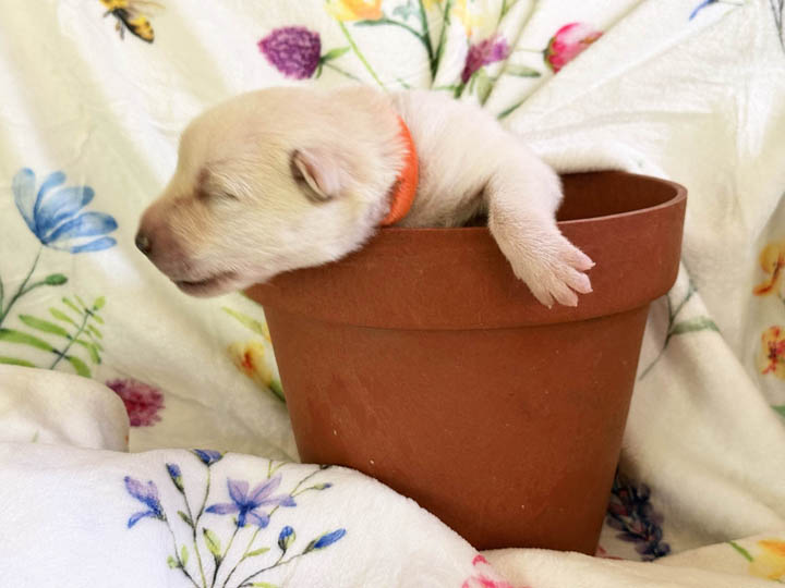 chinook puppy